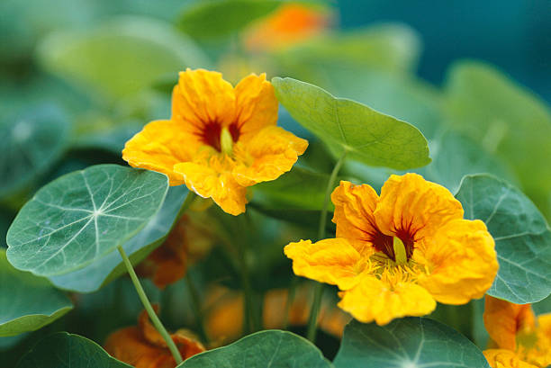 Yellow Nasturtium Flower Seeds – Heirloom, Non-GMO, High Germination Seeds