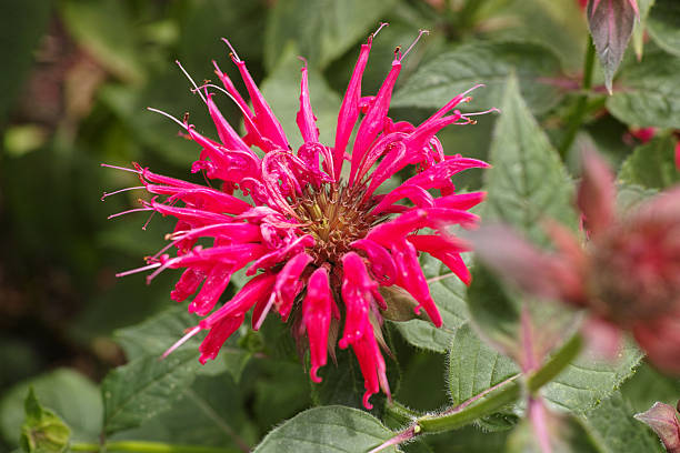 Monarda Fistulosa Flower Seeds – Heirloom, Non-GMO, High Germination Seeds