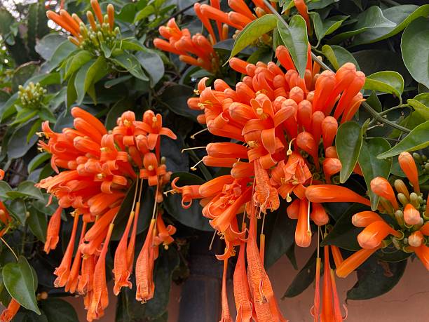 Orange Pyrostegia Venusta Flower Seeds – Heirloom, Non-GMO, High Germination Seeds