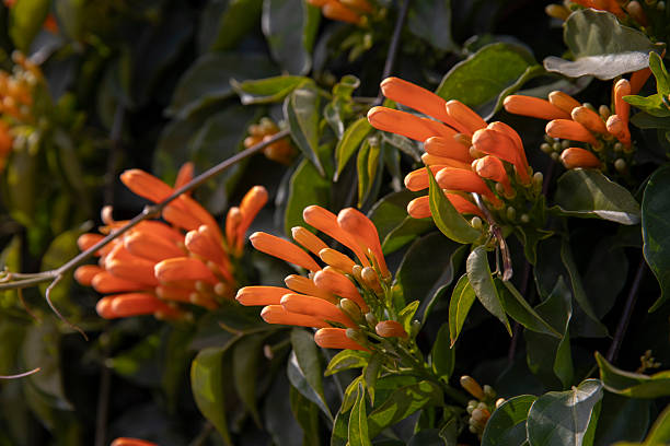 Orange Venusta Flower Seeds – Heirloom, Non-GMO, High Germination Seeds
