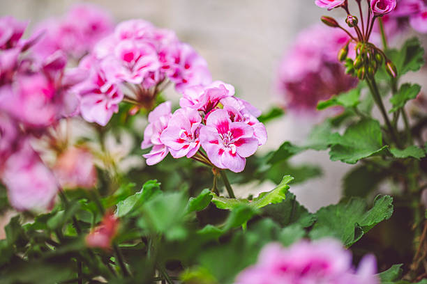 Pink White Pelargonium Flower Seeds – Heirloom, Non-GMO, High Germination Seeds