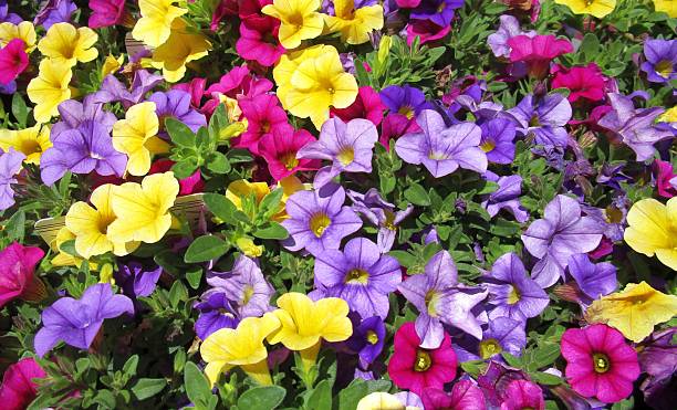 Perennial Calibrachoa Flower Seeds – Heirloom, Non-GMO, High Germination Seeds