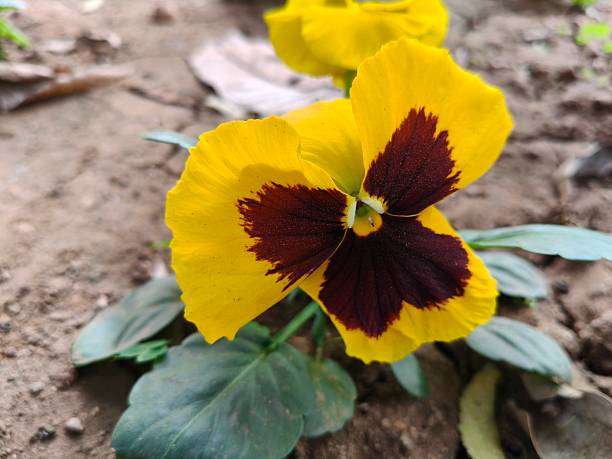 Pansy Flower Seeds Yellow Marron – Heirloom, Non-GMO, High Germination Seeds
