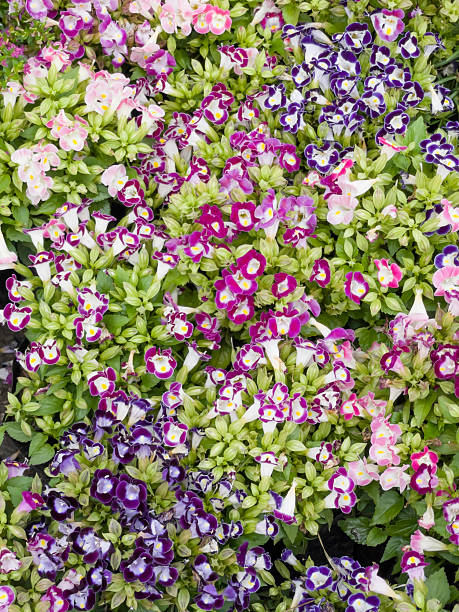 Mixed Lapageria Flower Seeds – Heirloom, Non-GMO, High Germination Seeds