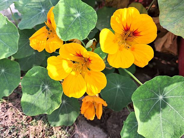 Nasturium Flower Seeds Yellow – Heirloom, Non-GMO, High Germination Seeds