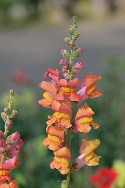 Semillas de flor de antirrino naranja – Cimarrón, sin OGM, semillas de jardín orgánicas de alta germinación para plantar