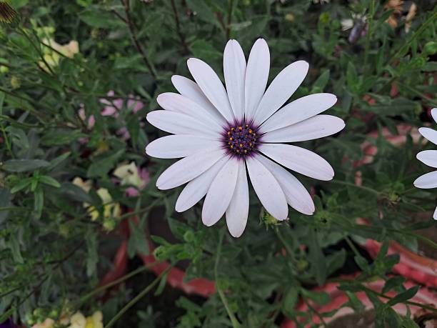 Semillas de Flor Osteospermum Blanco Heirloom No Modificadas Genéticamente Alta Germinación Semillas Orgánicas para Jardín