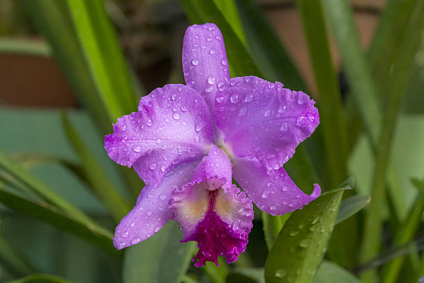 Orchid Flower Seeds Purple – Heirloom, Non-GMO, High Germination Seeds