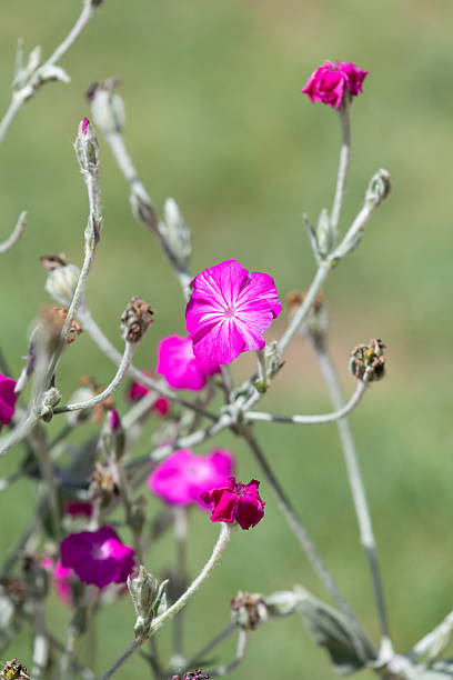 Pink Lychnis Coronaria Flower Seeds – Heirloom, Non-GMO, High Germination Seeds
