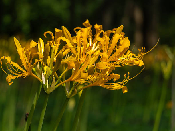 Yellow Lycoris Radiata Flower Seeds – Heirloom, Non-GMO, High Germination Seeds