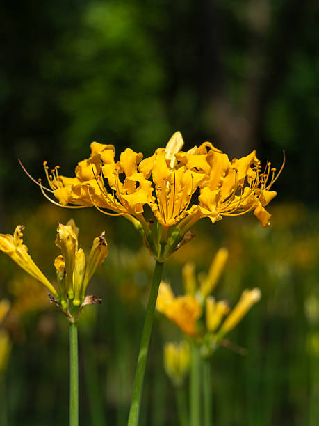 Yellow Lycoris Radiata Flower Seeds – Heirloom, Non-GMO, High Germination Seeds