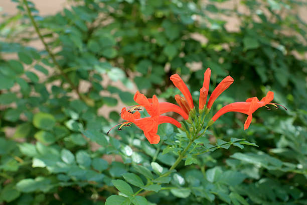 Orange Tecoma Capensis Flower Seeds – Heirloom, Non-GMO, High Germination Seeds