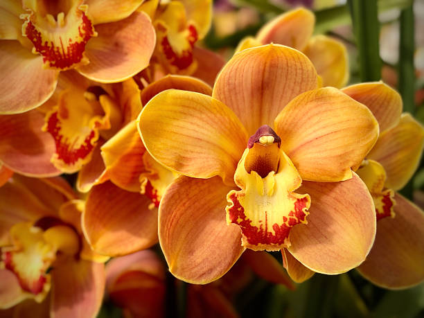 Orange Cymbidium Flower Seeds – Heirloom, Non-GMO, High Germination Seeds