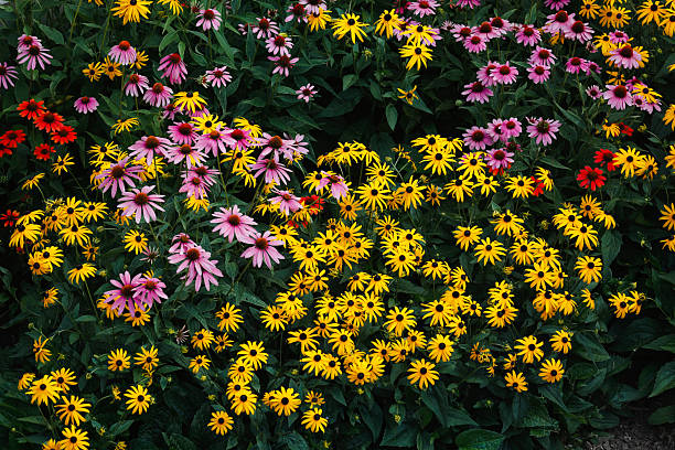 Mixed Coneflower Flower Seeds – Heirloom, Non-GMO, High Germination Seeds