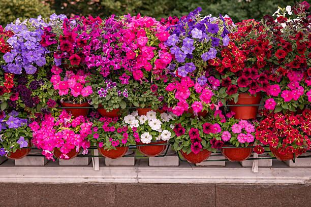 Semillas Mixtas de Petunia Colgante – Heredadas, No Modificadas Genéticamente, Semillas de Alta Germinación