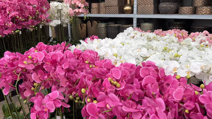 Semillas Mixtas de Orquídea Phalaenopsis – Semillas de Polinización Abierta, No Modificadas Genéticamente, de Alta Germinación