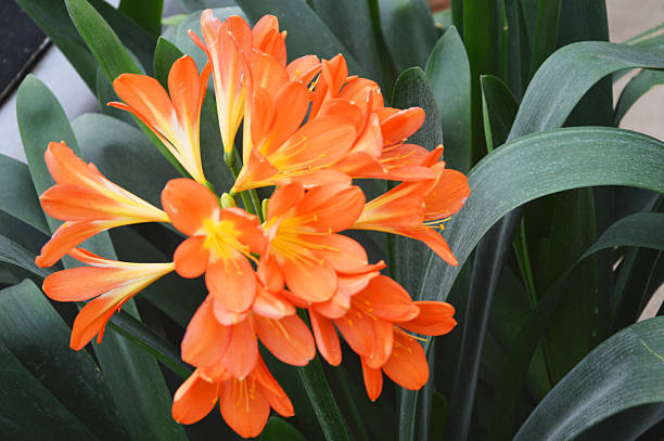 Orange Kaffir Lily Flower Seeds – Heirloom, Non-GMO, High Germination Seeds