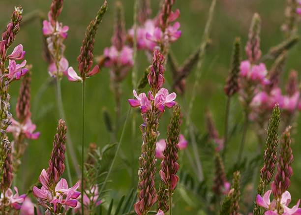 Onobrychis Viciifolia Flower Seeds – Heirloom, Non-GMO, High Germination Seeds