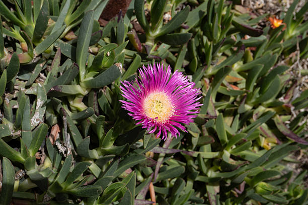 Pink Mesembryanthemum Flower Seeds – Heirloom, Non-GMO, High Germination Seeds