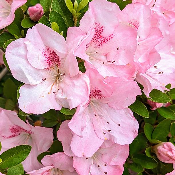 Pale Pink Azalea Flower Seeds – Heirloom, Non-GMO, High Germination Seeds