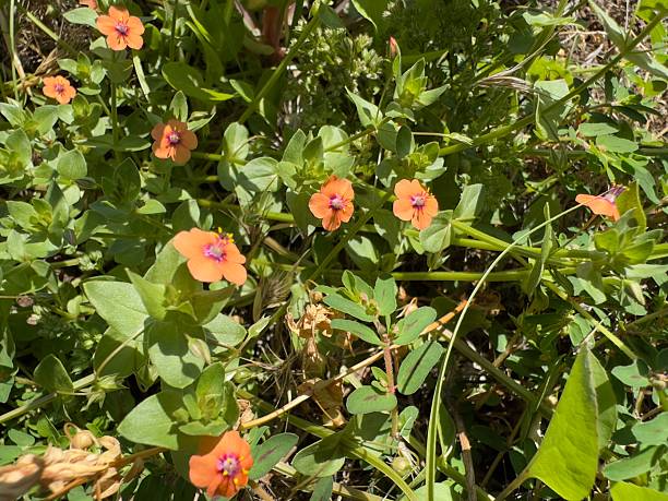 Orange Pimpernel Flower Seeds – Heirloom, Non-GMO, High Germination Seeds