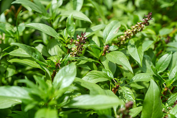 Thai Basil Plant Seeds – Exotic Herb for Your Garden, Heirloom &amp; Non-GMO Seeds for Planting