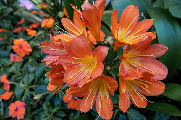 Orange Kaffir Lily Flower Seeds – Heirloom, Non-GMO, High Germination Seeds