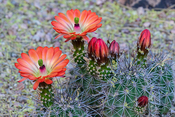 Orange Echinocereus Flower Seeds – Heirloom, Non-GMO, High Germination Seeds