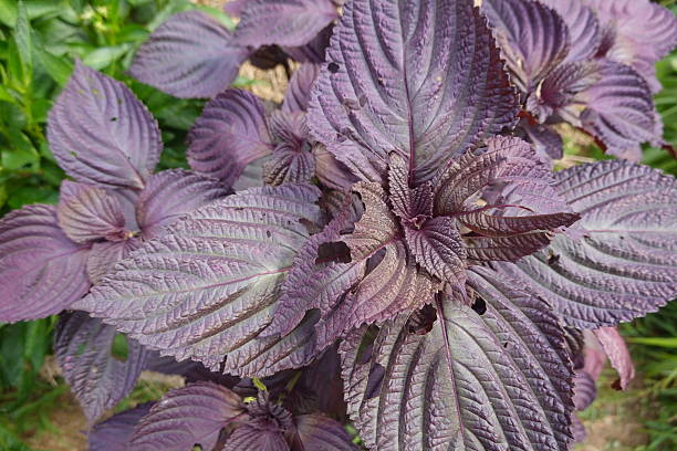 Purple Frutescens Perilla Seeds – Heirloom Non-GMO High Germination Organic Garden Seeds