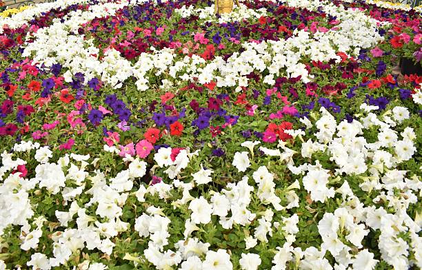 Mix Petunia Flowers Seeds – Heirloom, Non-GMO, High Germination Seeds
