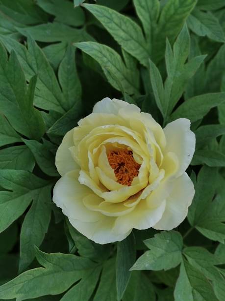 Yellow Peony Flower Seeds – Heirloom, Non-GMO, High Germination Seeds for Planting