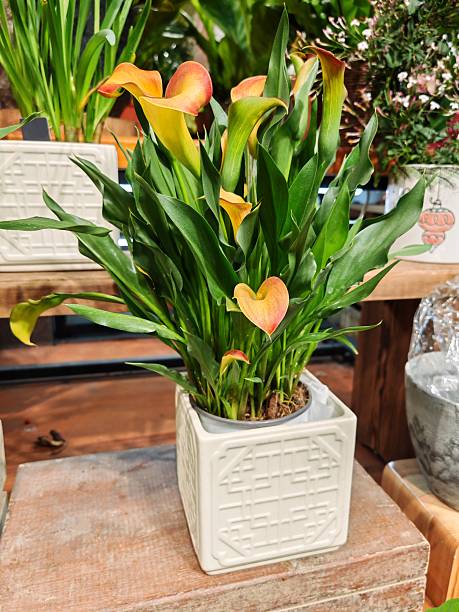 Orange Calla Lilly Flower Seeds – Heirloom, Non-GMO, High Germination Seeds