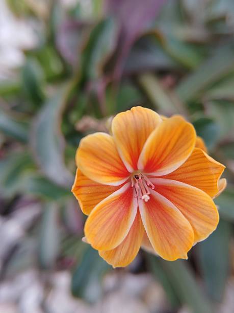 Orange Lewisia Flower Seeds – Heirloom, Non-GMO, High Germination Seeds