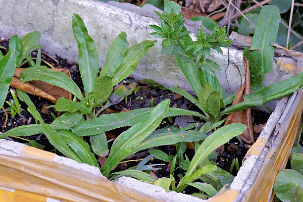 Green Vietnamese Culantro Plant Seeds – Heirloom, Non-GMO, High Germination Organic Garden Seeds for Cooking