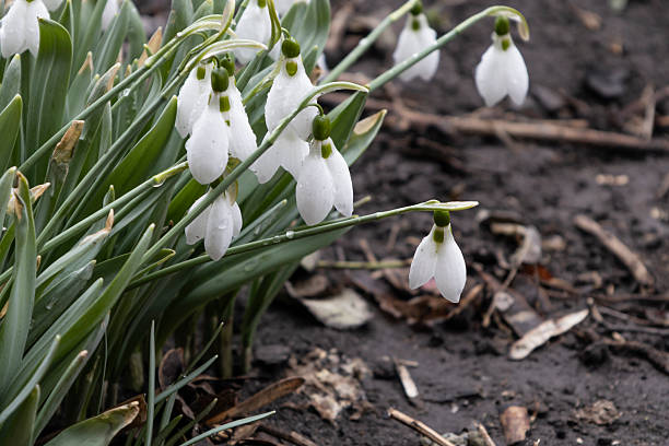 Nivalis Flower Seeds White – Heirloom, Non-GMO, High Germination Seeds