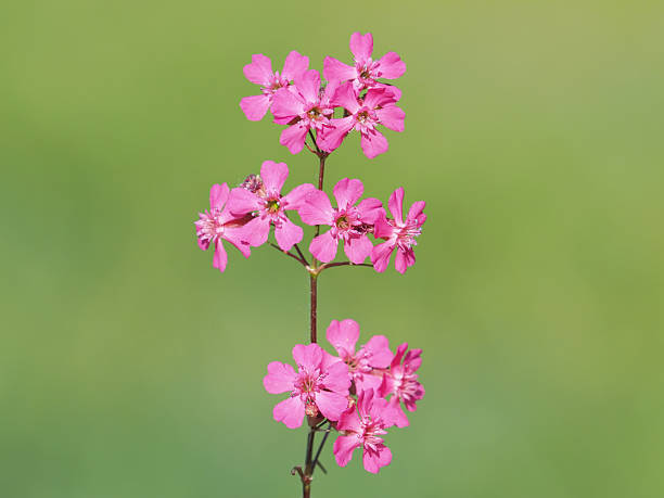 Pink Lychnis Coronaria Flower Seeds – Heirloom, Non-GMO, High Germination Seeds