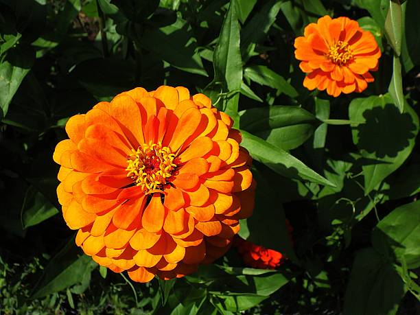 Orange Zinnia Flower Seeds – Heirloom, Non-GMO, High Germination Seeds
