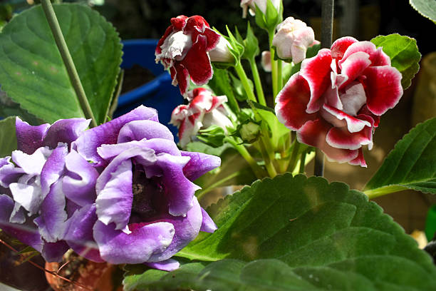 Mixed Gloxinia Flower Seeds – Heirloom, Non-GMO, High Germination Seeds