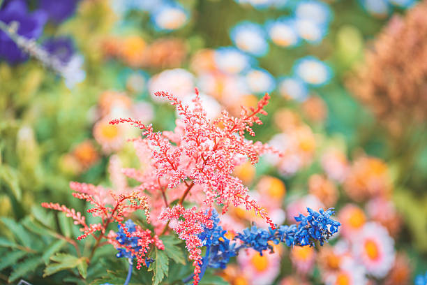 Mix Astilbe Flower Seeds – Heirloom, Non-GMO, High Germination Seeds