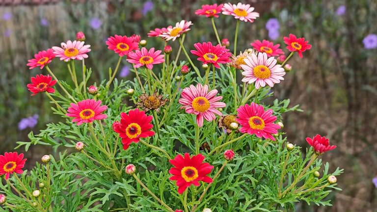 Mixed Argyranthemum Flower Seeds – Heirloom, Non-GMO, High Germination Seeds