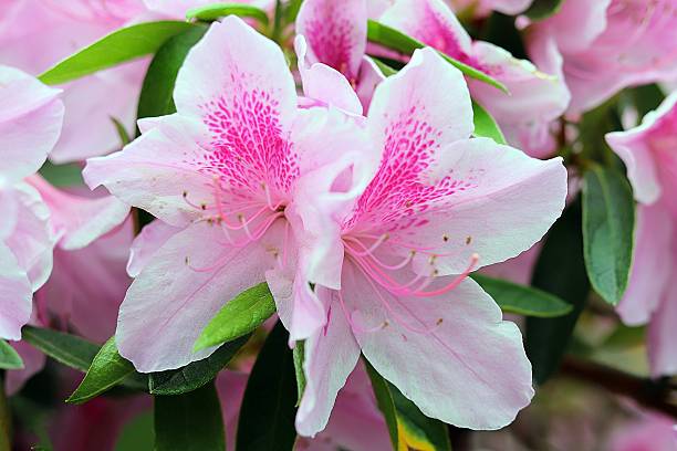 Pale Pink Azalea Flower Seeds – Heirloom, Non-GMO, High Germination Seeds