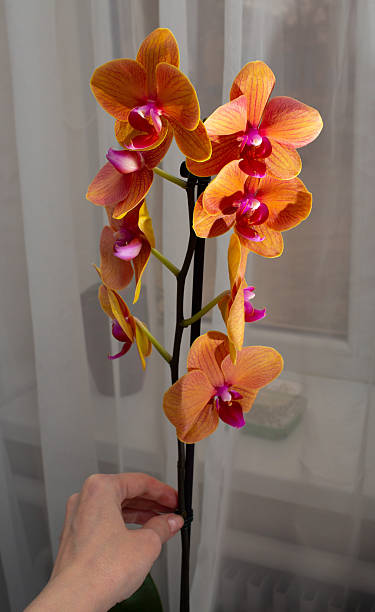 Orange Phalaenopsis Orchid Flower Seeds – Heirloom, Non-GMO Seeds