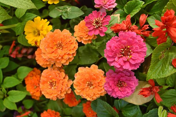 Mixed Zinnia Flower Seeds – Heirloom, Non-GMO, High Germination Seeds