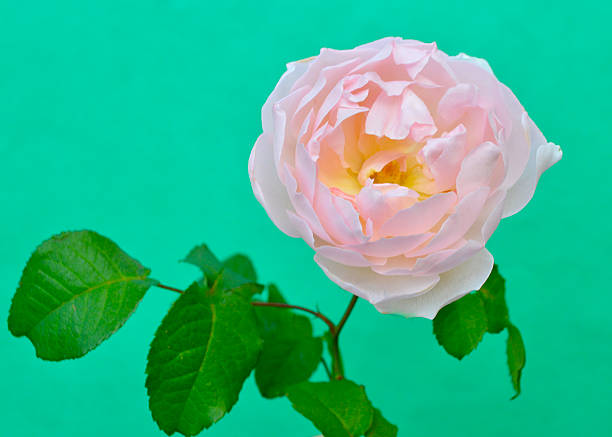 Hellrosa Austin Rose Blumensamen zum Pflanzen – Alte, gentechnikfreie, keimfähige Bio-Gartensamen