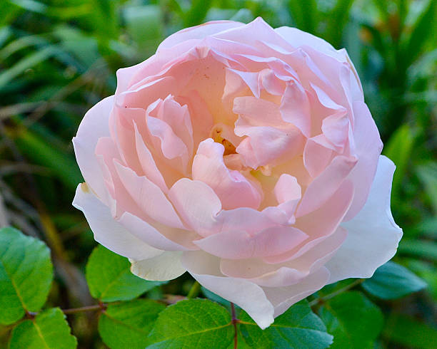 Pale Pink Austin Rose Flower Seeds – Heirloom, Non-GMO, High Germination Seeds