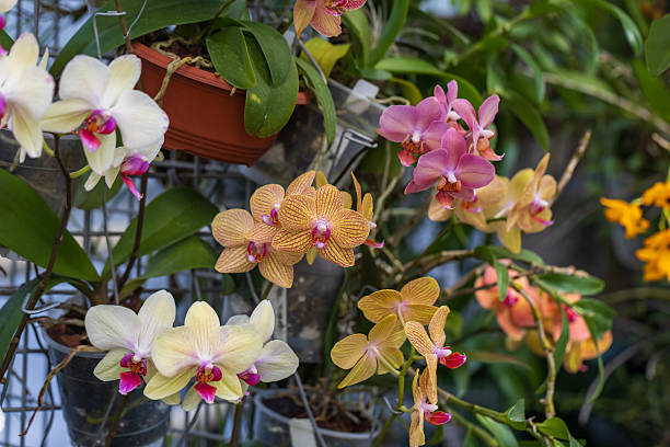 Semillas de Flores de Orquídeas Phalaenopsis Mixtas – Variedad Antigua, No OGM, Semillas de Alta Germinación