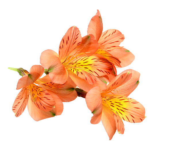 Orange Alstroemeria Flower Seeds – Heirloom, Non-GMO, High Germination Seeds
