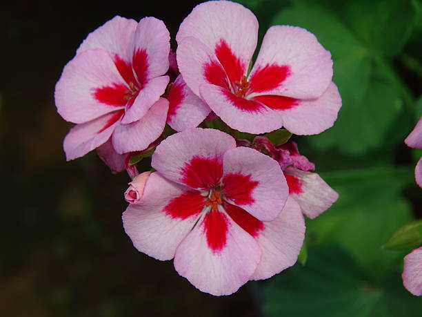 Red Pink Pelargonium Flower Seeds – Heirloom, Non-GMO, High Germination Seeds