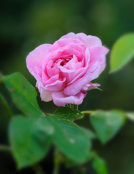 Pale Pink Rose Flower Seeds – Heirloom, Non-GMO, High Germination Seeds
