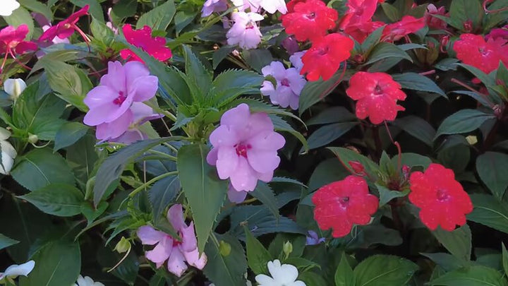 Mixed Balsam Flower Seeds – Heirloom, Non-GMO, High Germination Seeds
